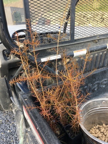 Kanuka seedlings ready for planting, carried on the farm ute