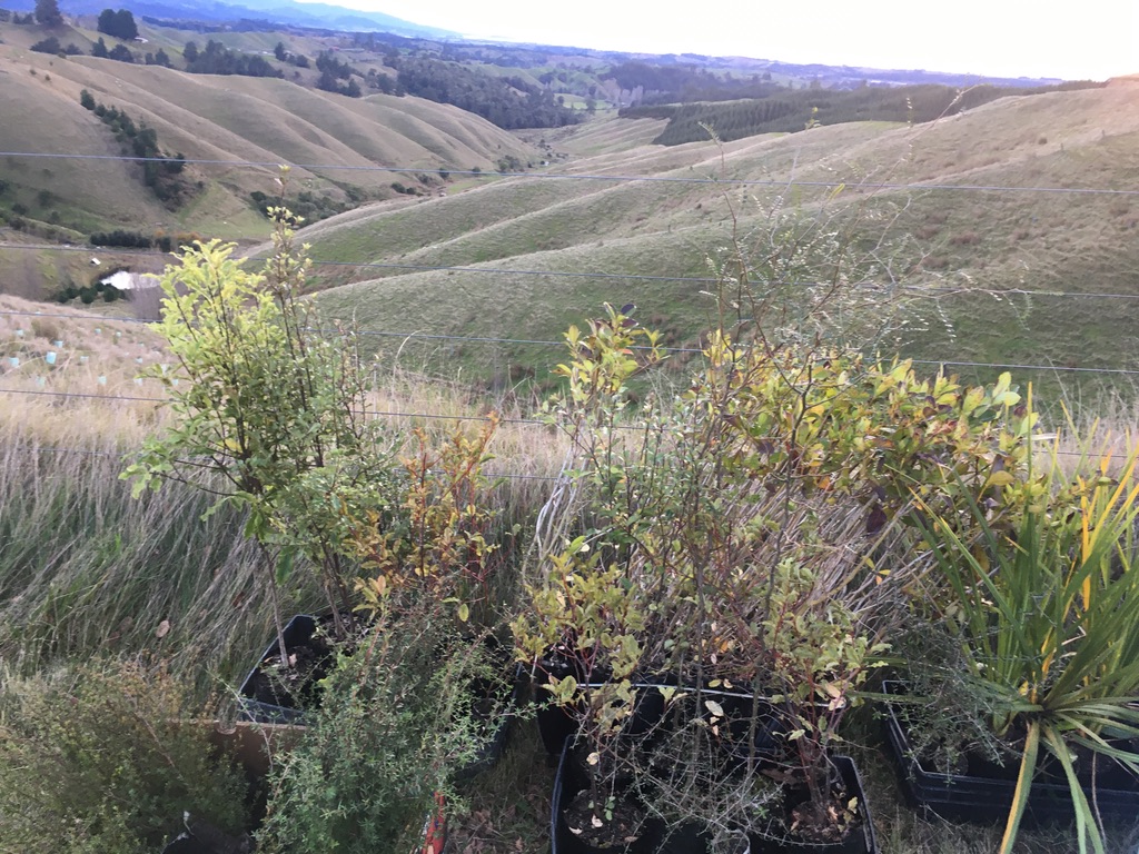 Nursery-grown seedlings staged with the Tasman hills behind
