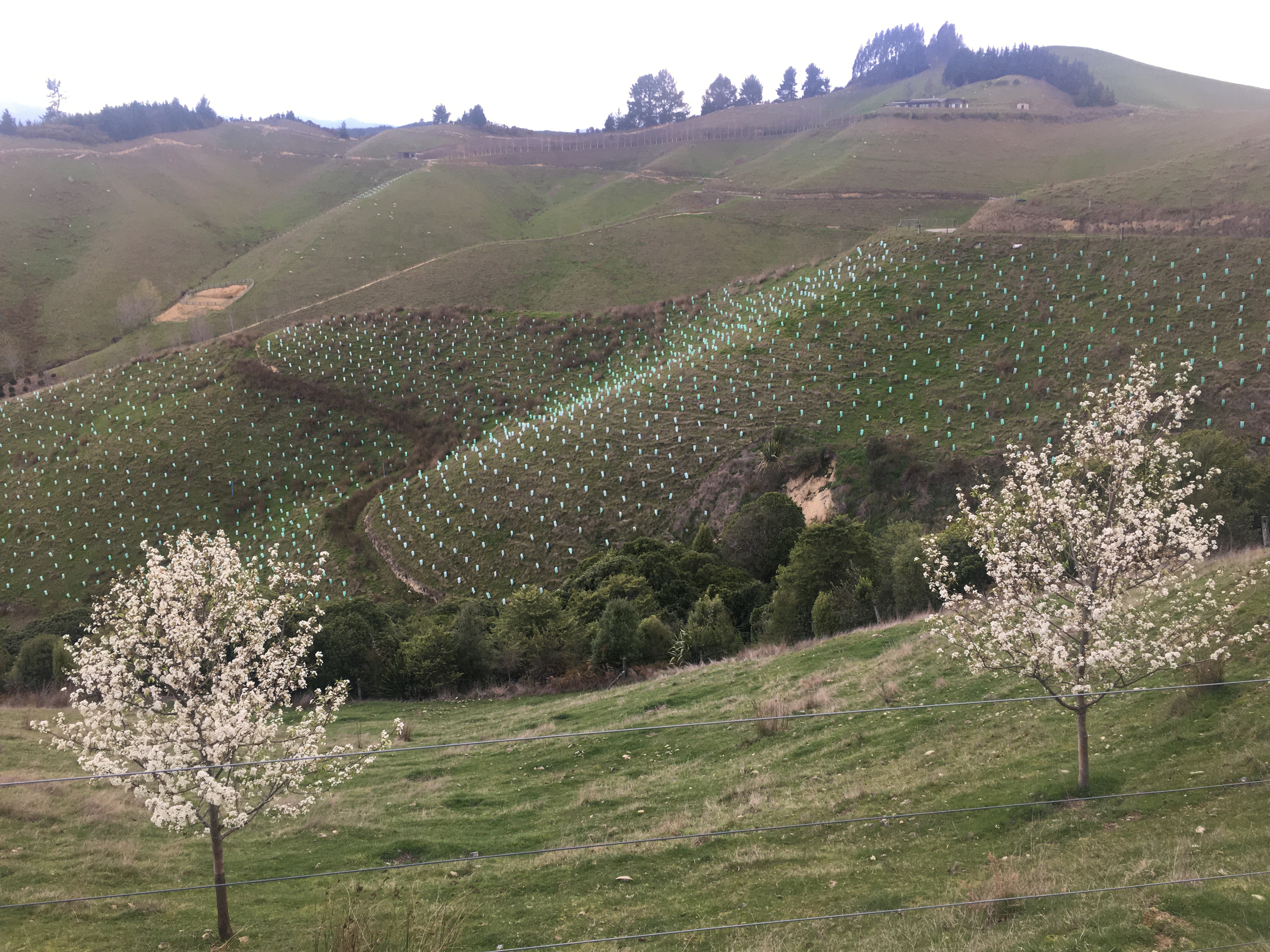 Pears and plantings