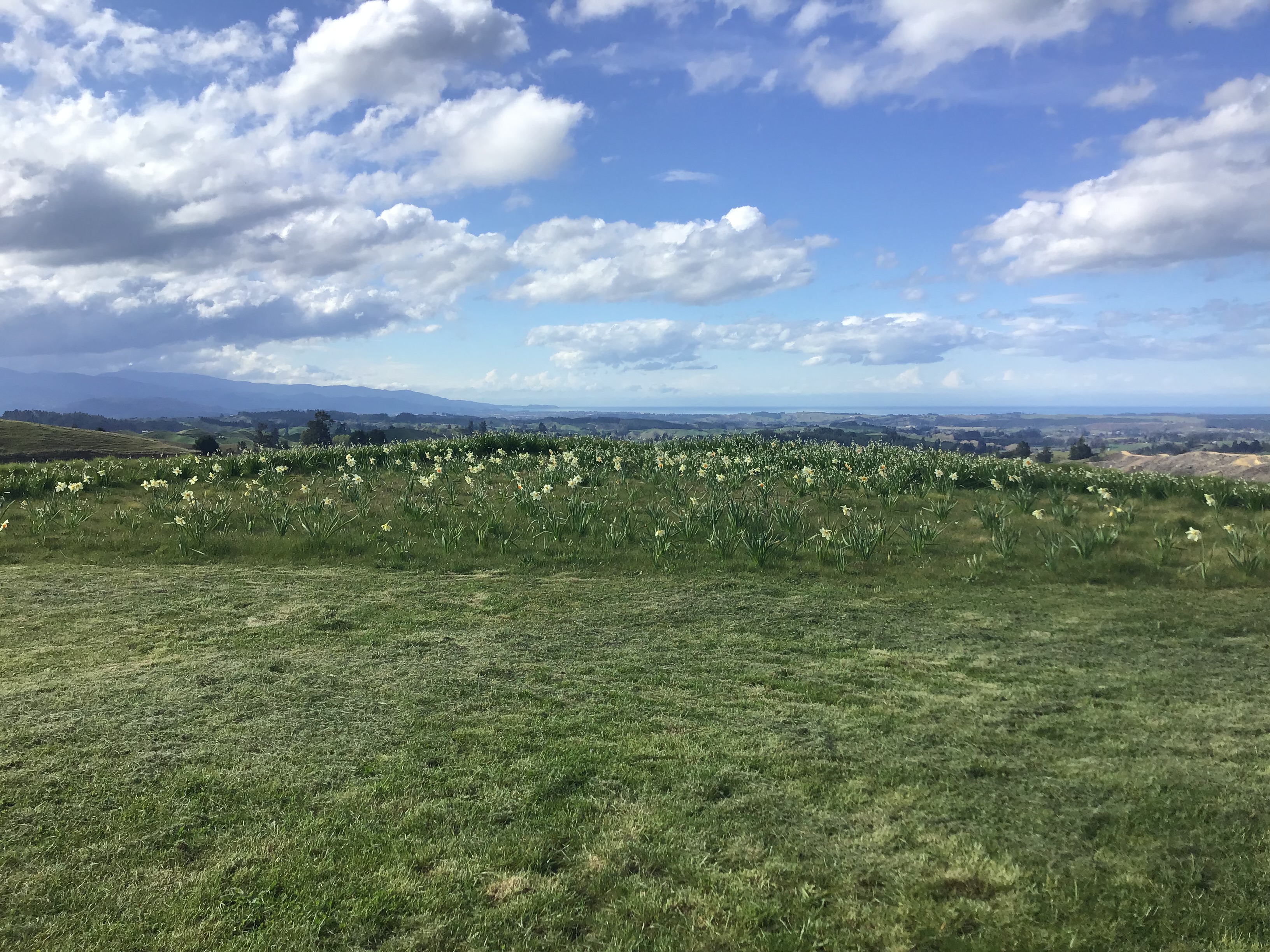 Bulb meadow