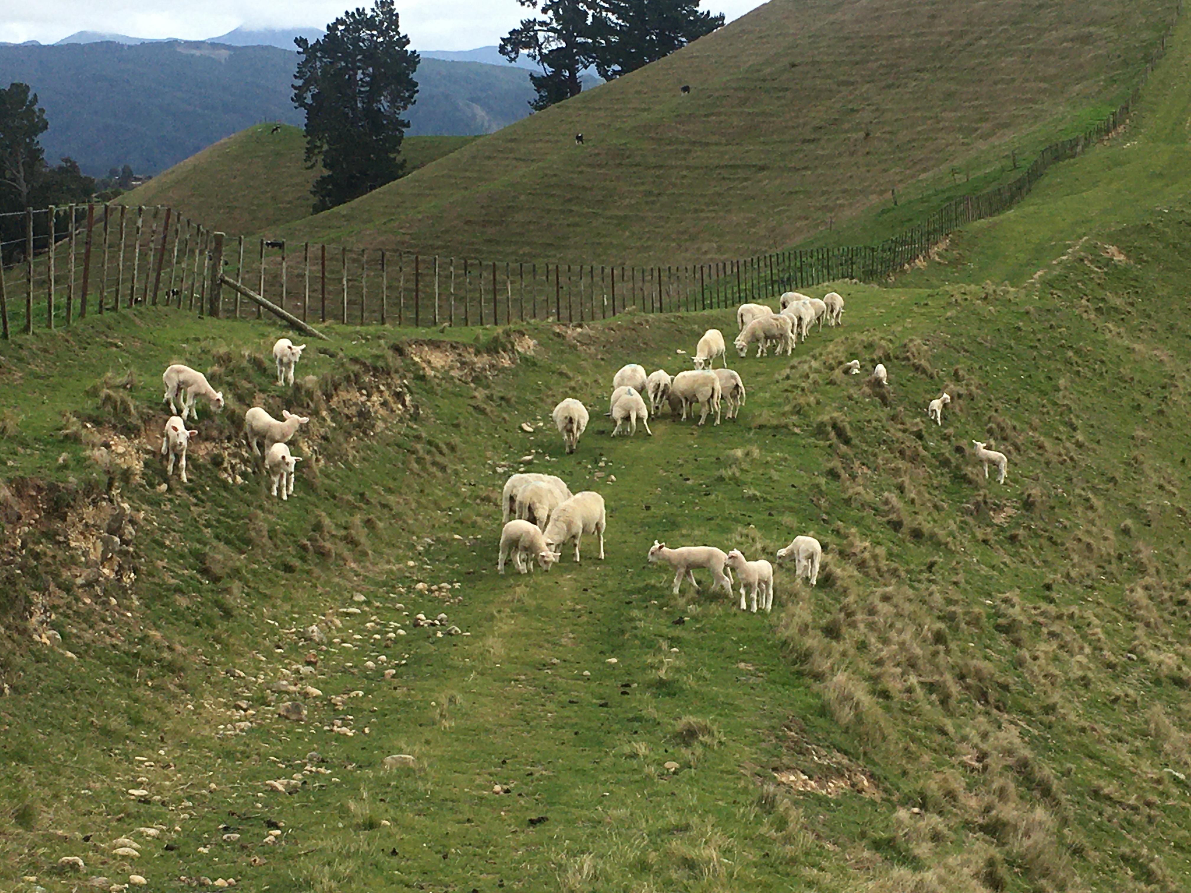 Wiltshire sheep on Higgenz Farm