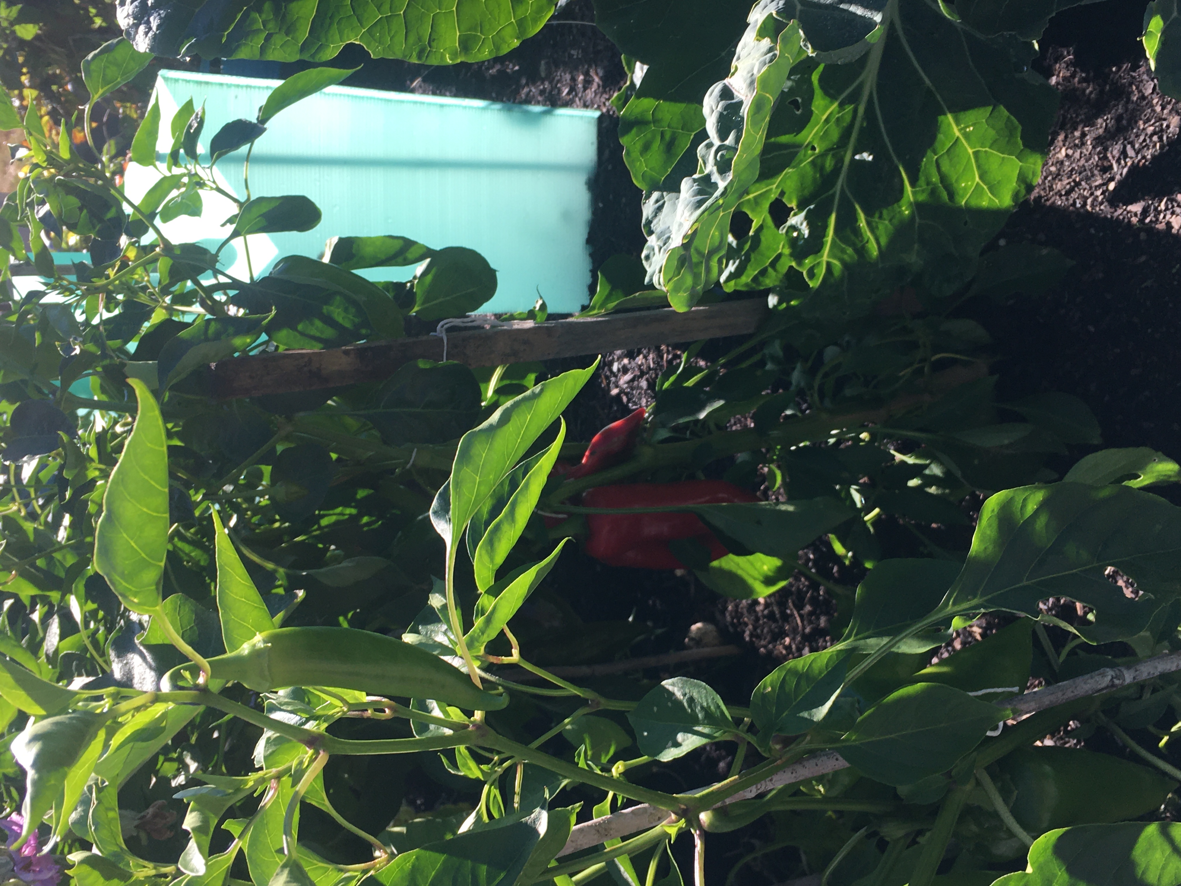 Vegetable garden