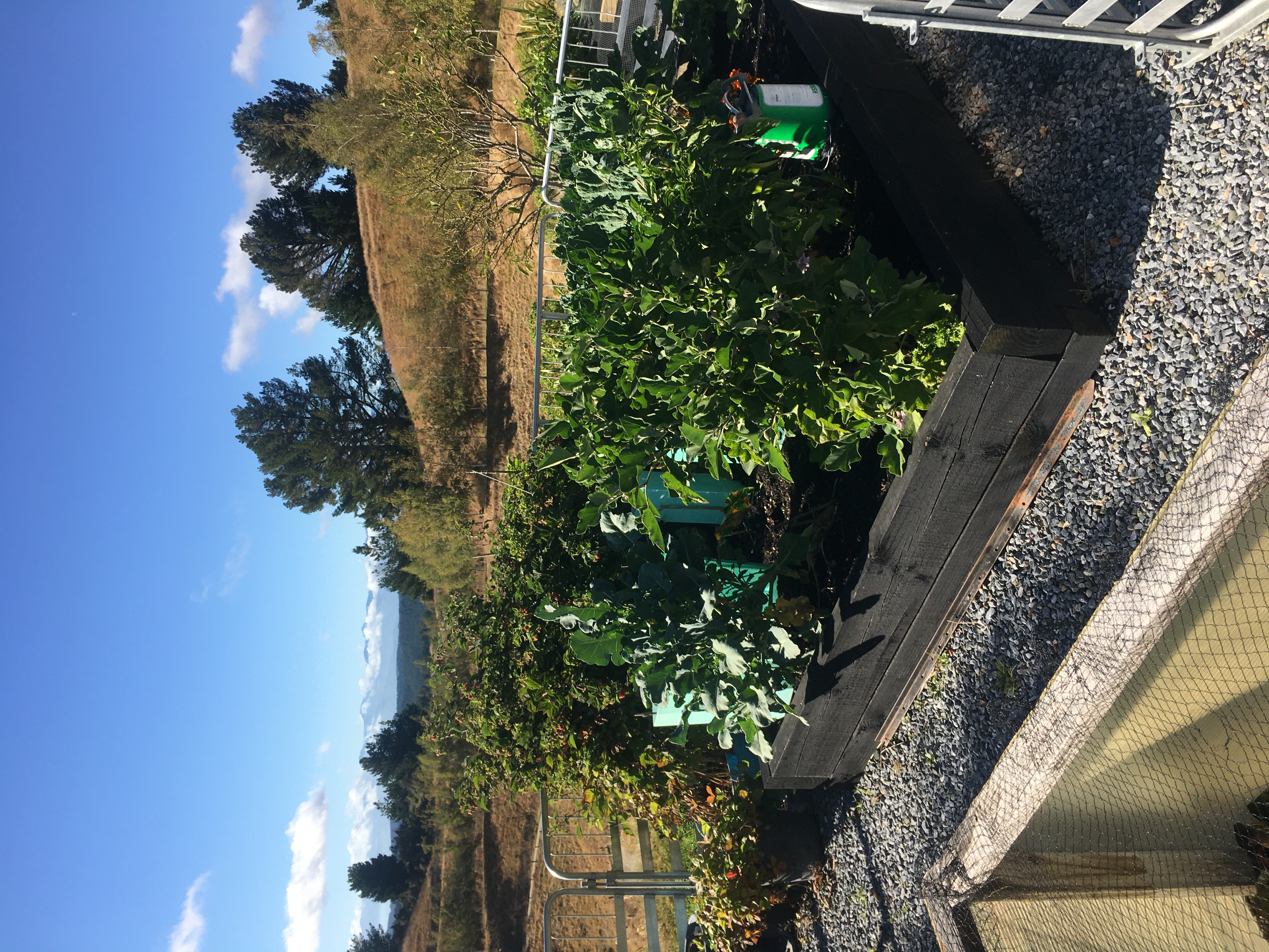 Vegetable garden