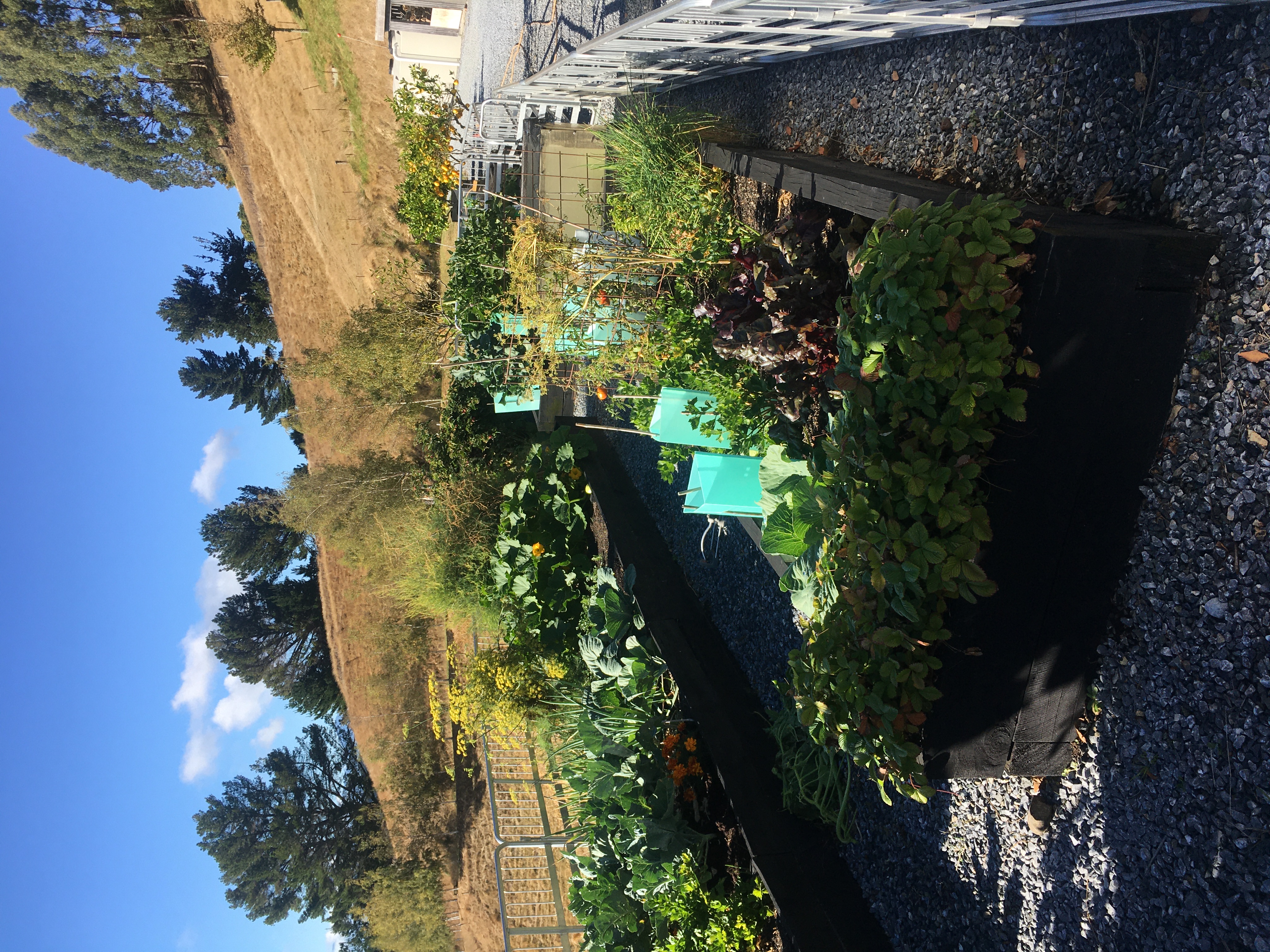 Vegetable garden