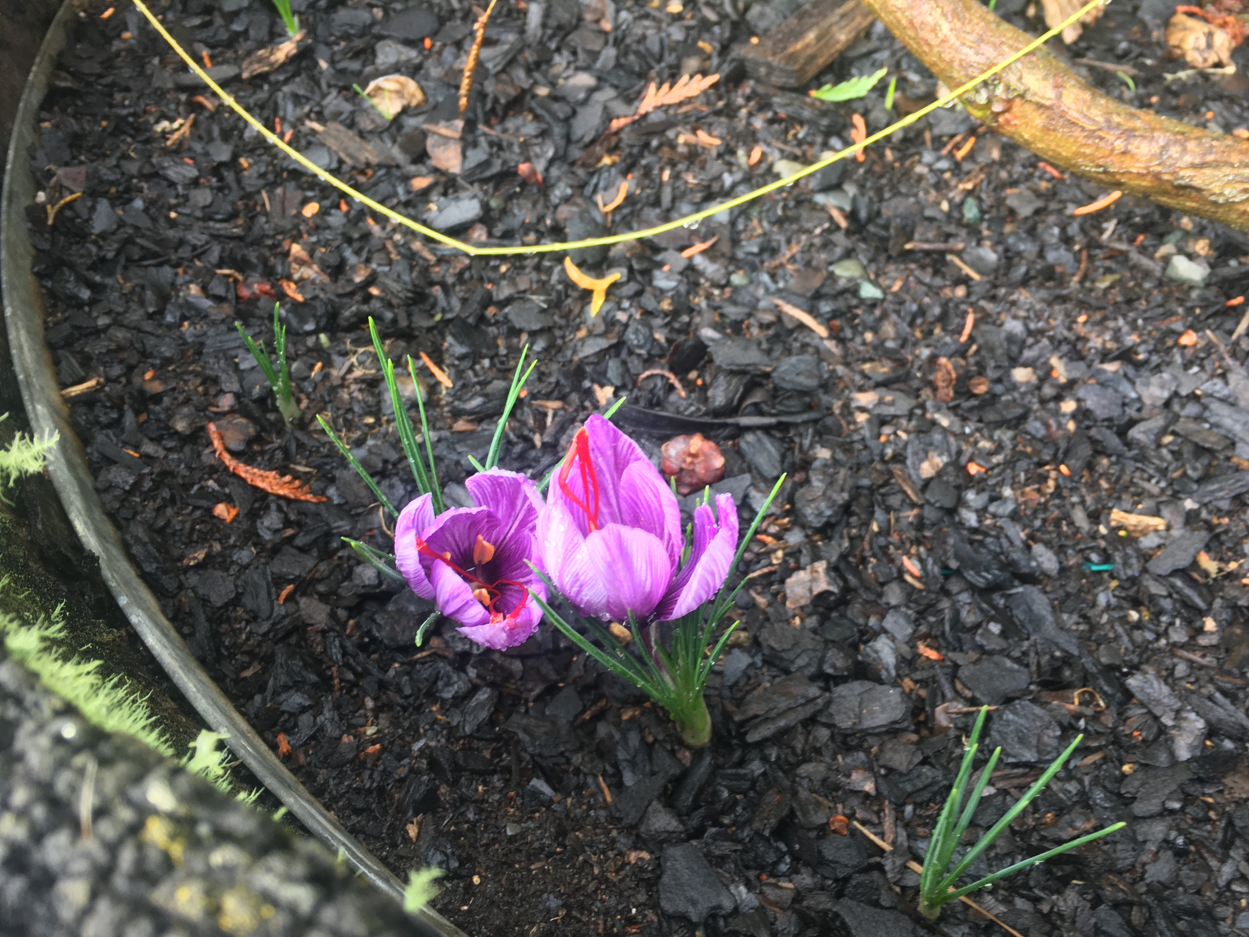 Saffron crocuses
