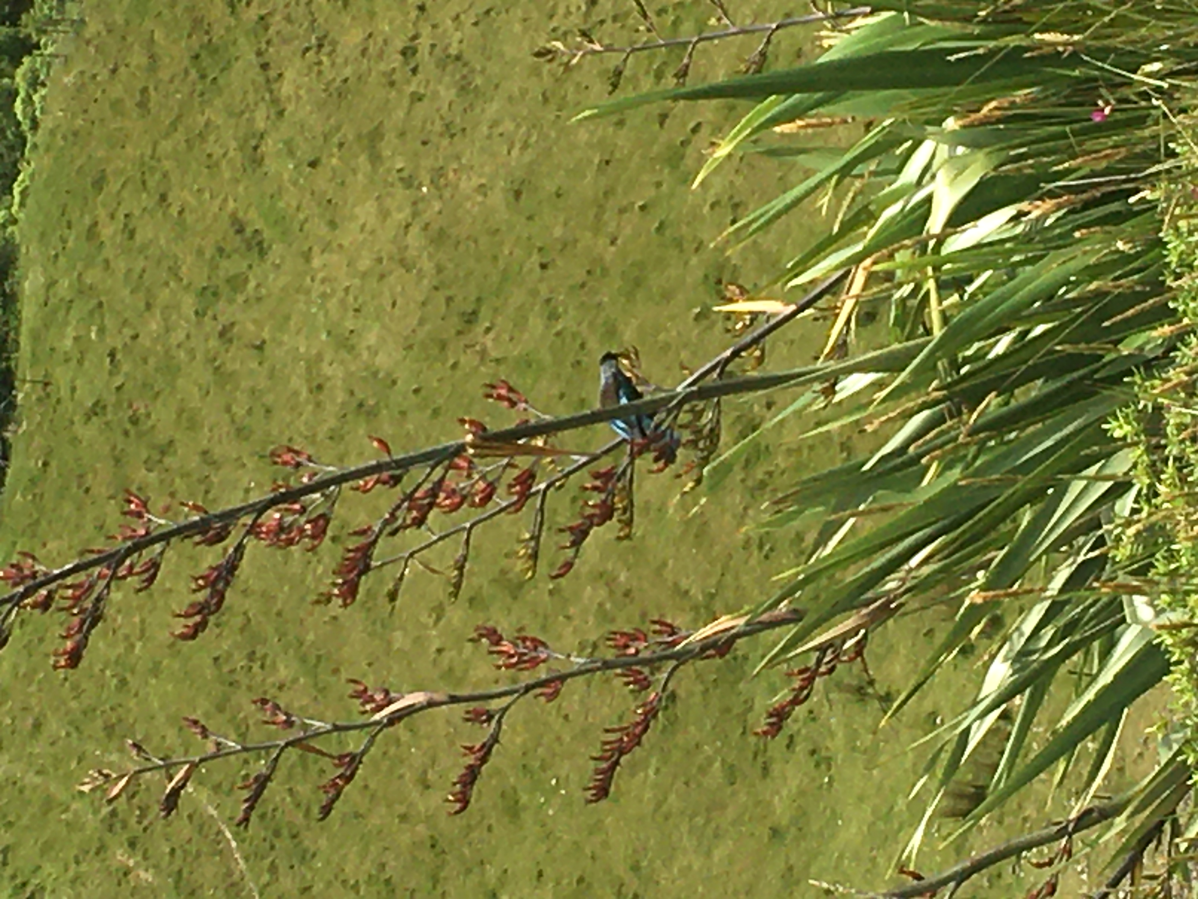 Tui on flax